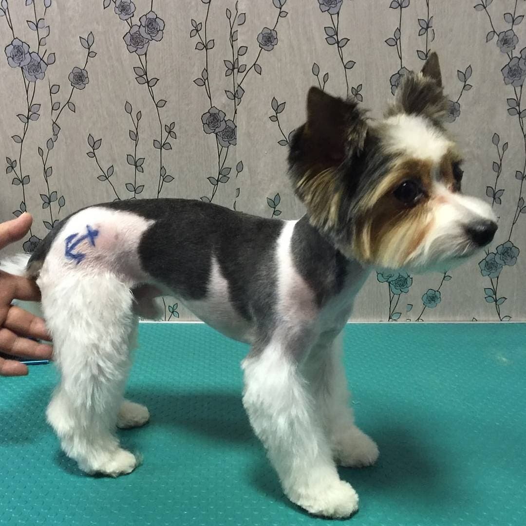 Грумминг Бивер Йорка