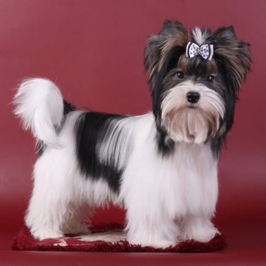 Питомник Бивер йорков