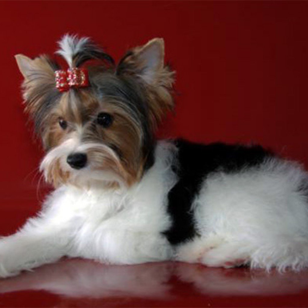 Стрижки для Бивер йорков девочек фото