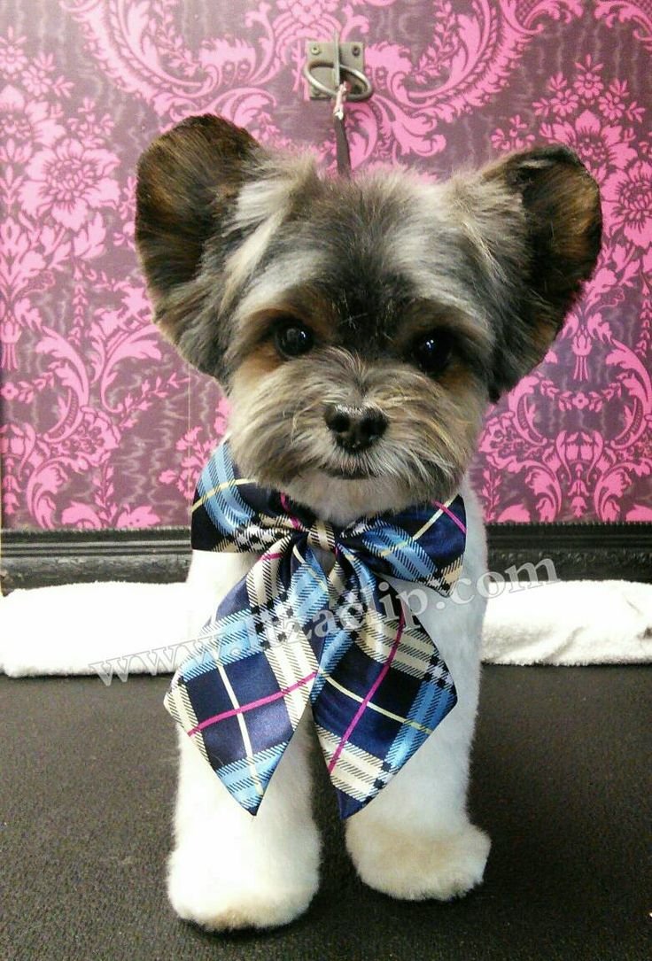 Бивер-Йоркширский терьер подстриженный