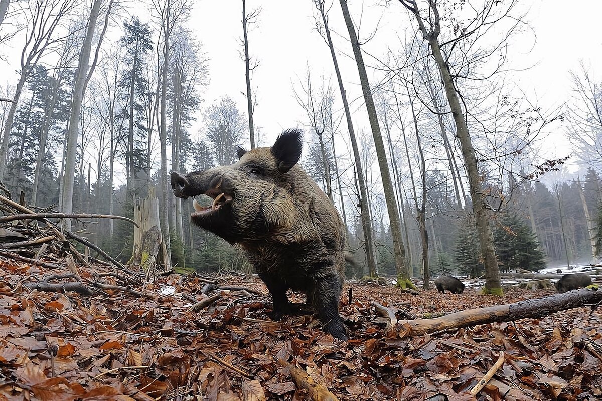 Жигулевский заповедник Самарской области лоси