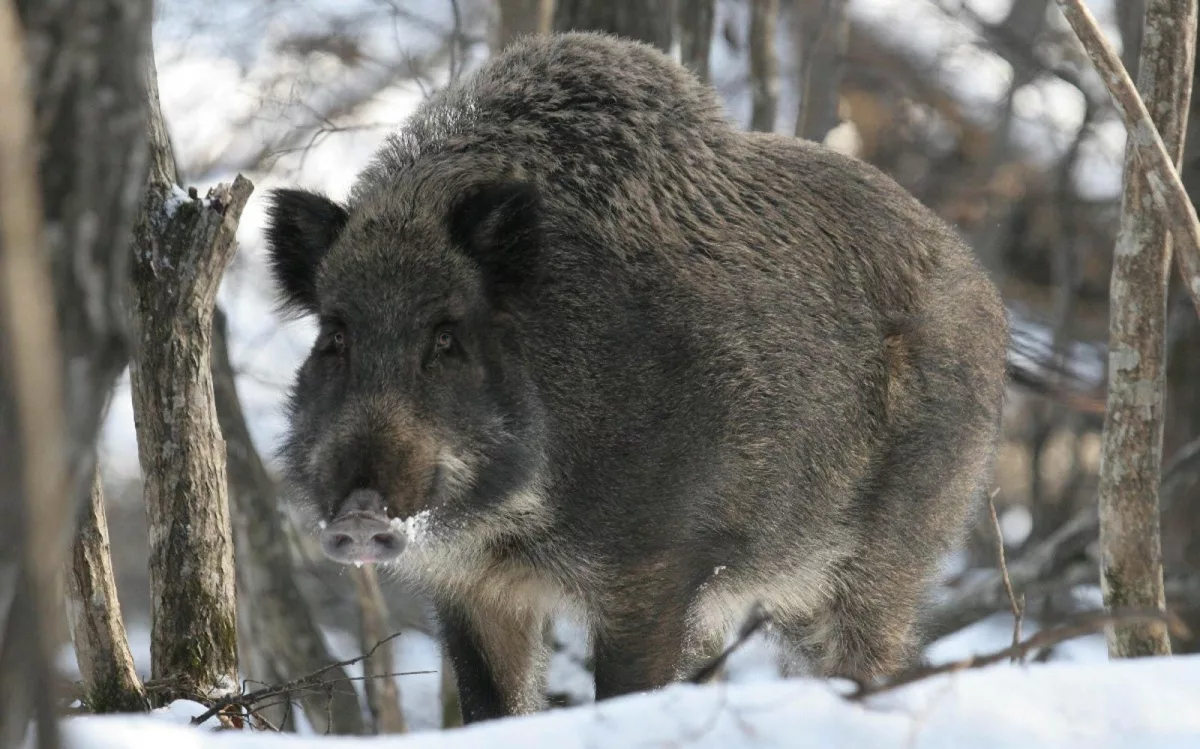 Кабан Вепрь секач
