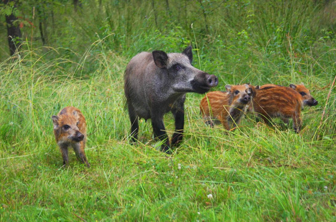 Дикие кабаны в лесу самый большой