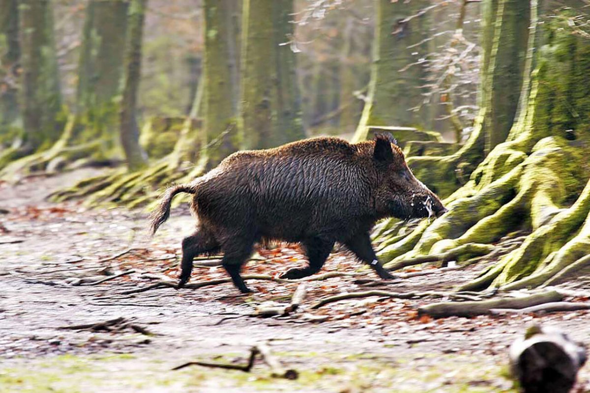 Дикий кабан самец