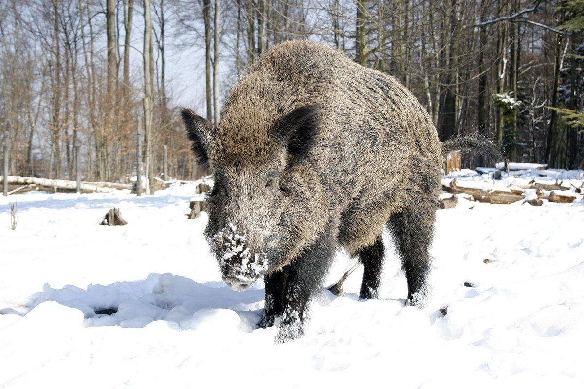 Дикий кабан зимой