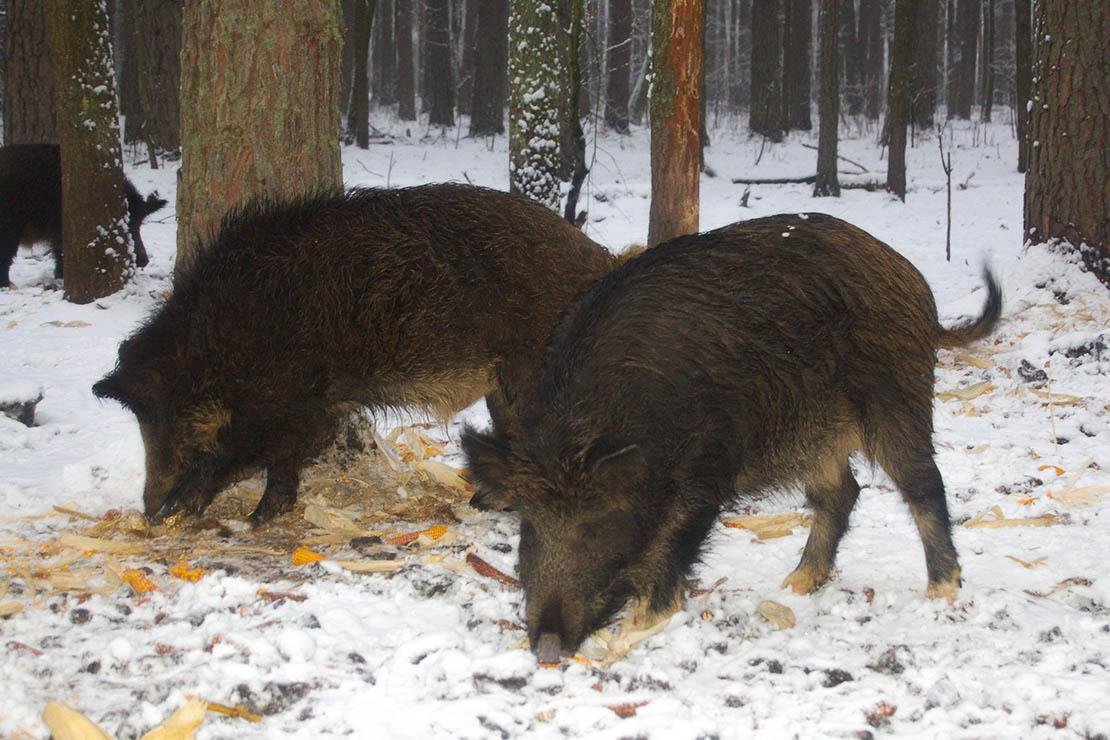 Кабаны в Пензенской области