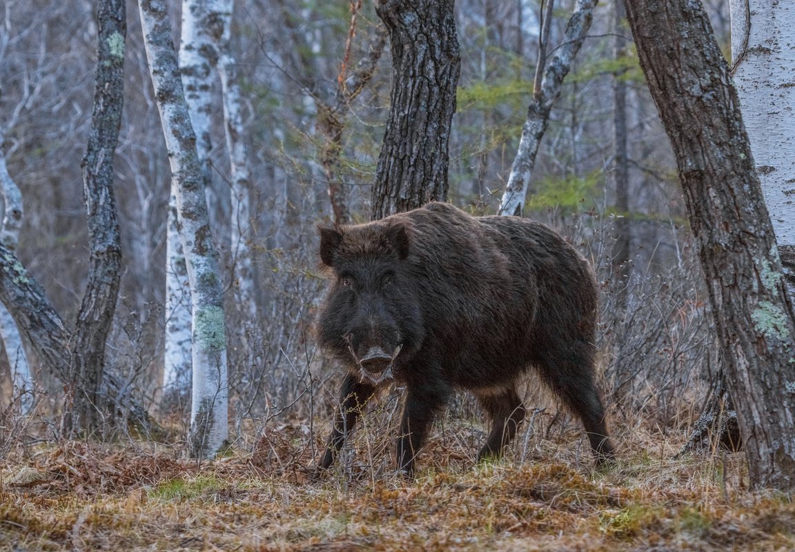 Дикий кабан секач