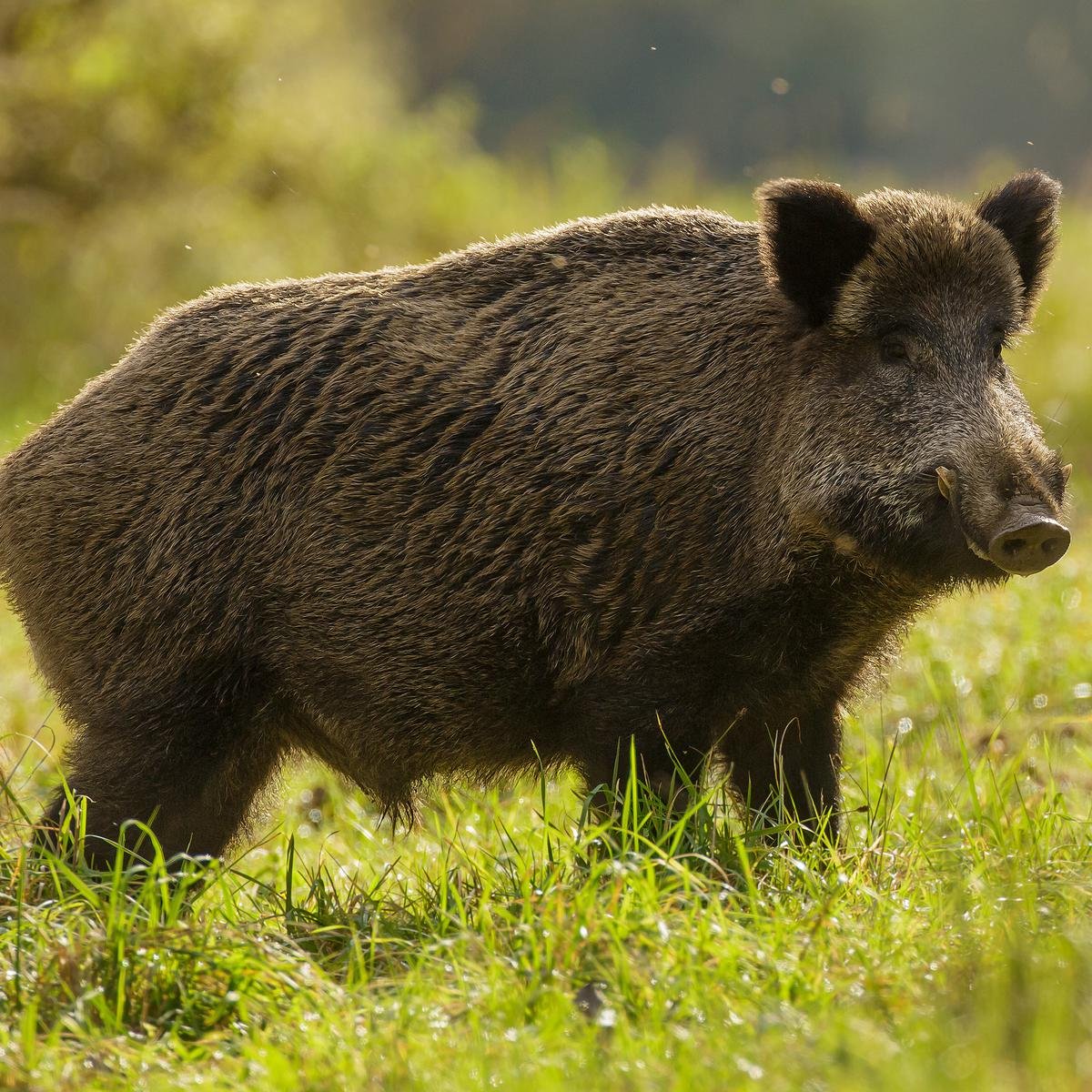 Большехехцирский заповедник животные