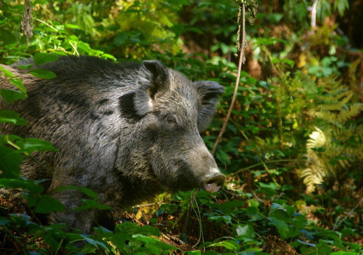 Дикий кабан Краснодарского края