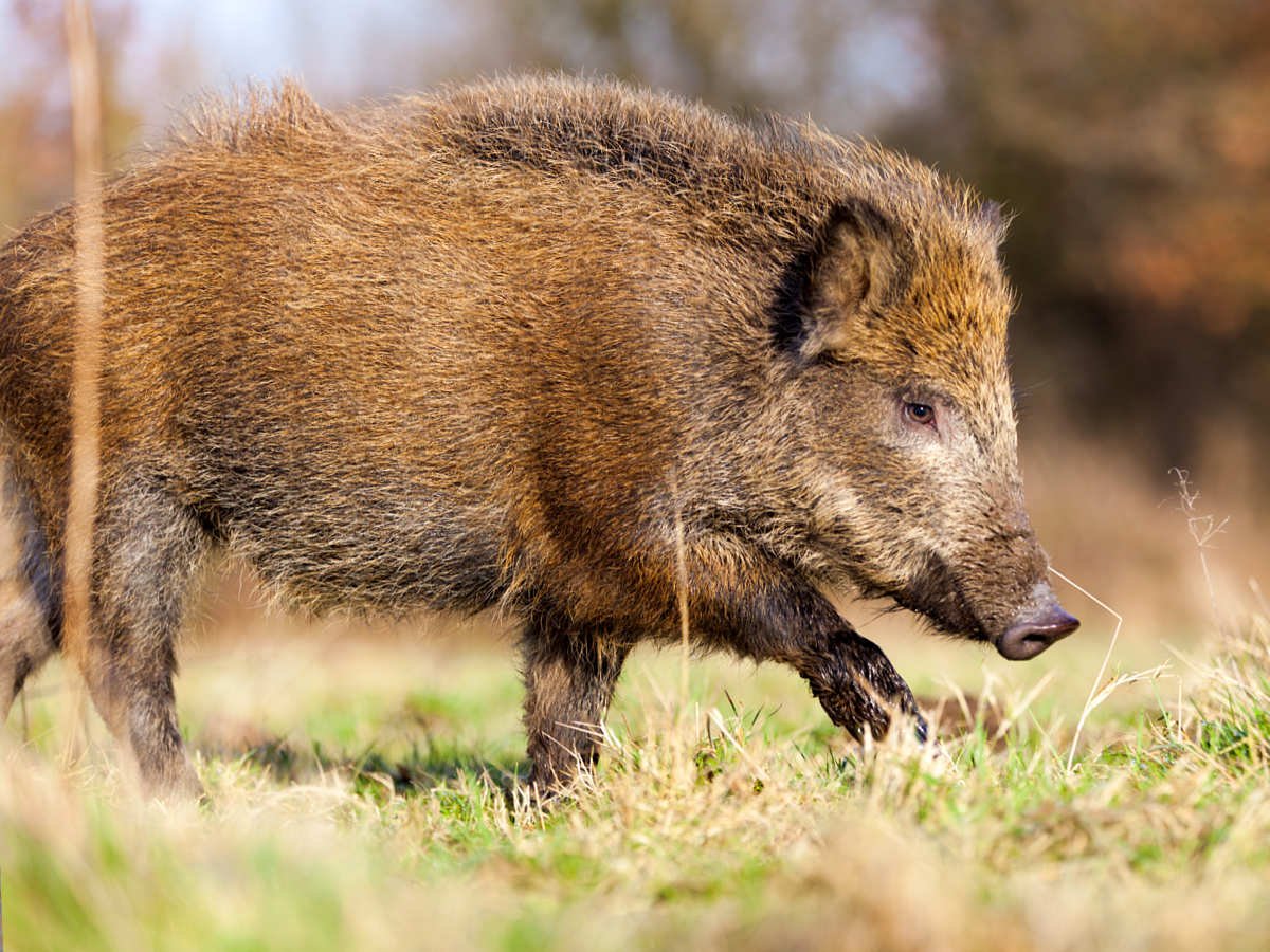 Камышовый кабан Краснодарского края