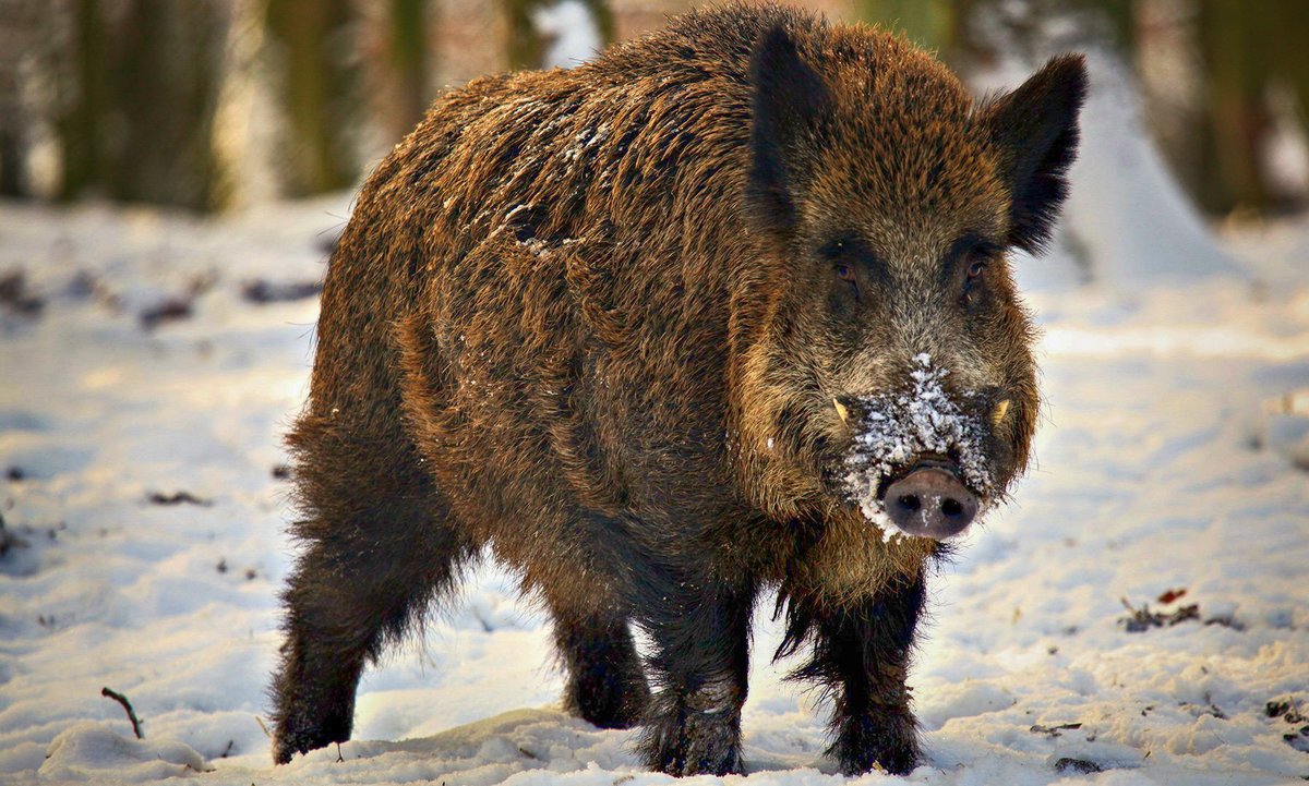 Битцевский парк кабаны