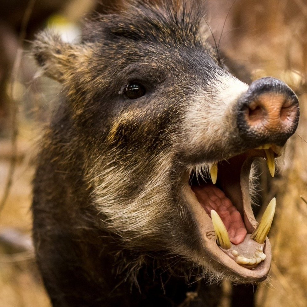 Стая Кабанов