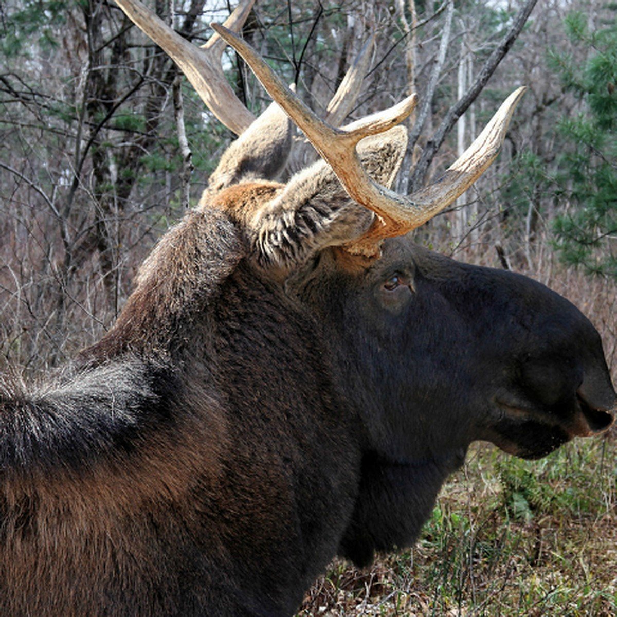 Стадо Кабанов