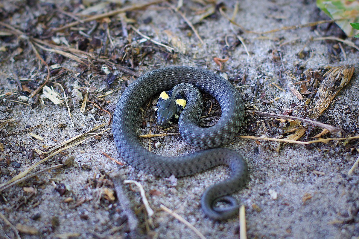 Гадюка обыкновенная хвост
