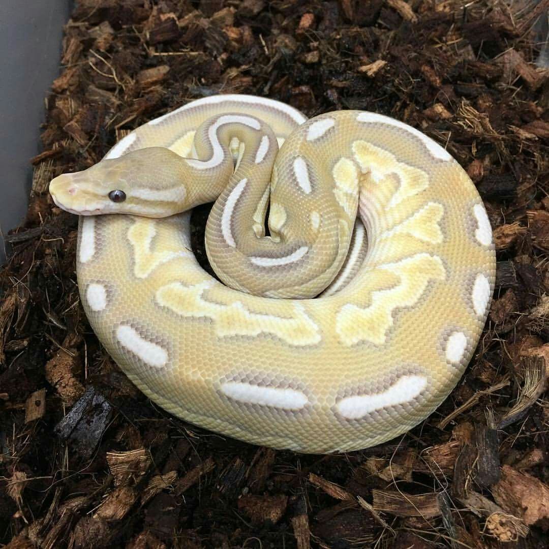 Змея Королевский питон