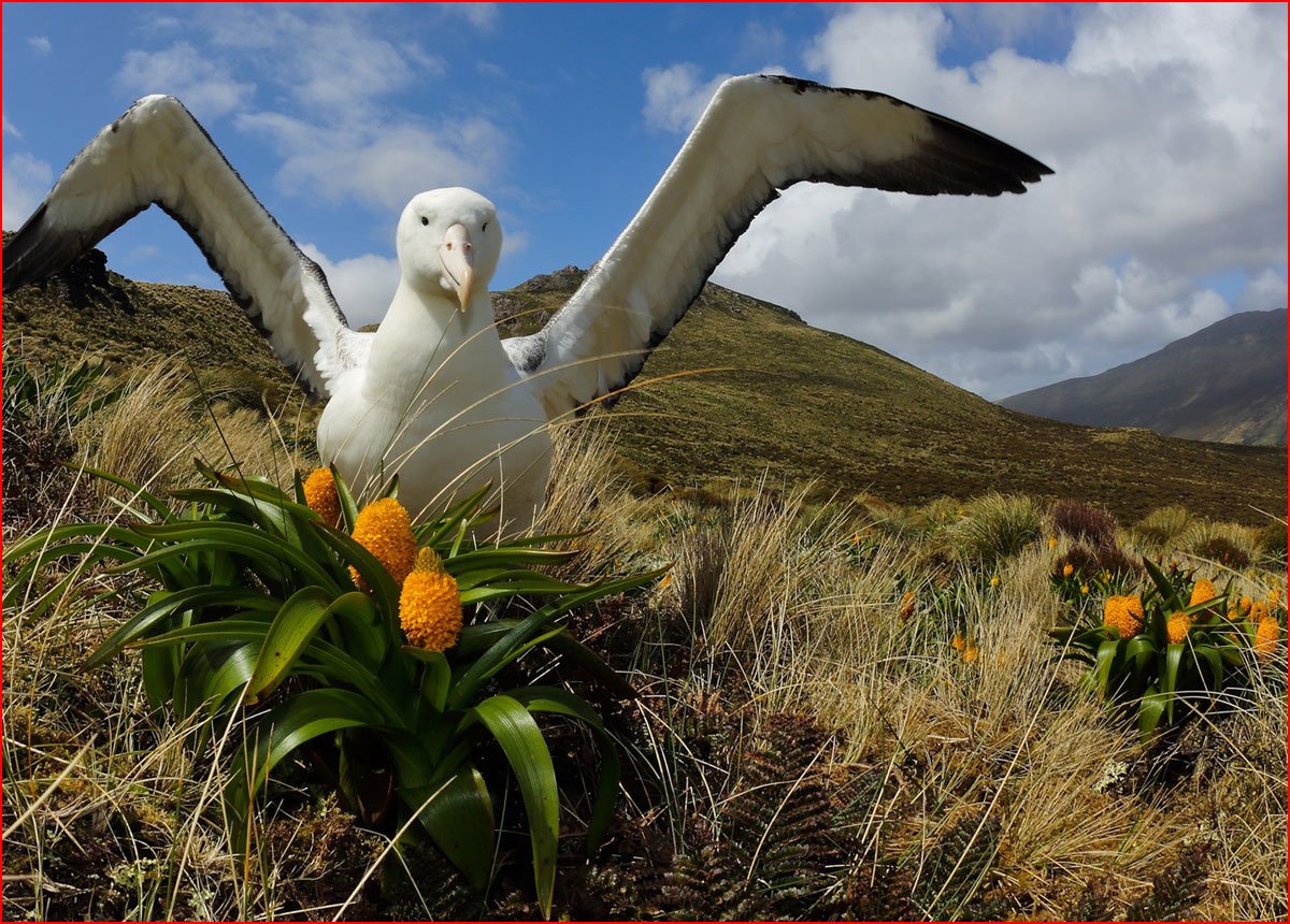 Альбатрос новая Зеландия