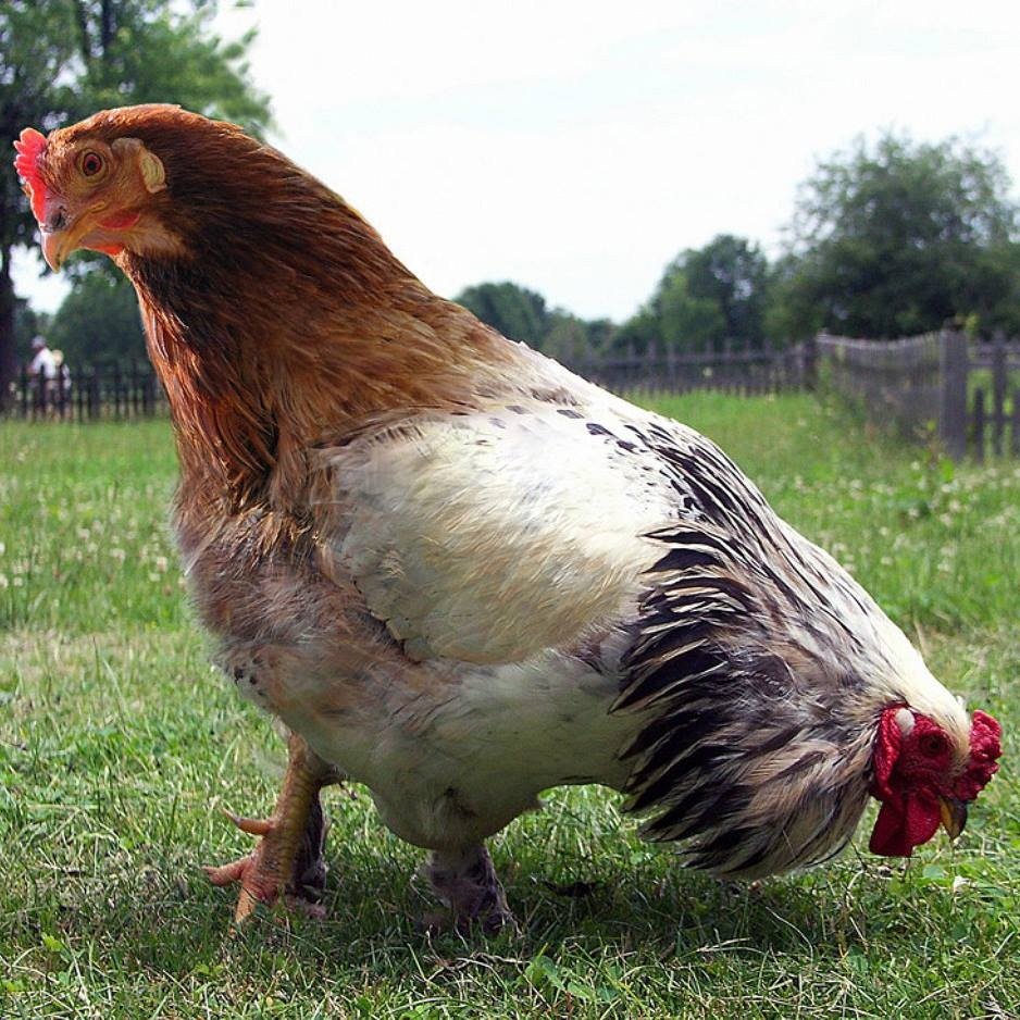 Толстый петух