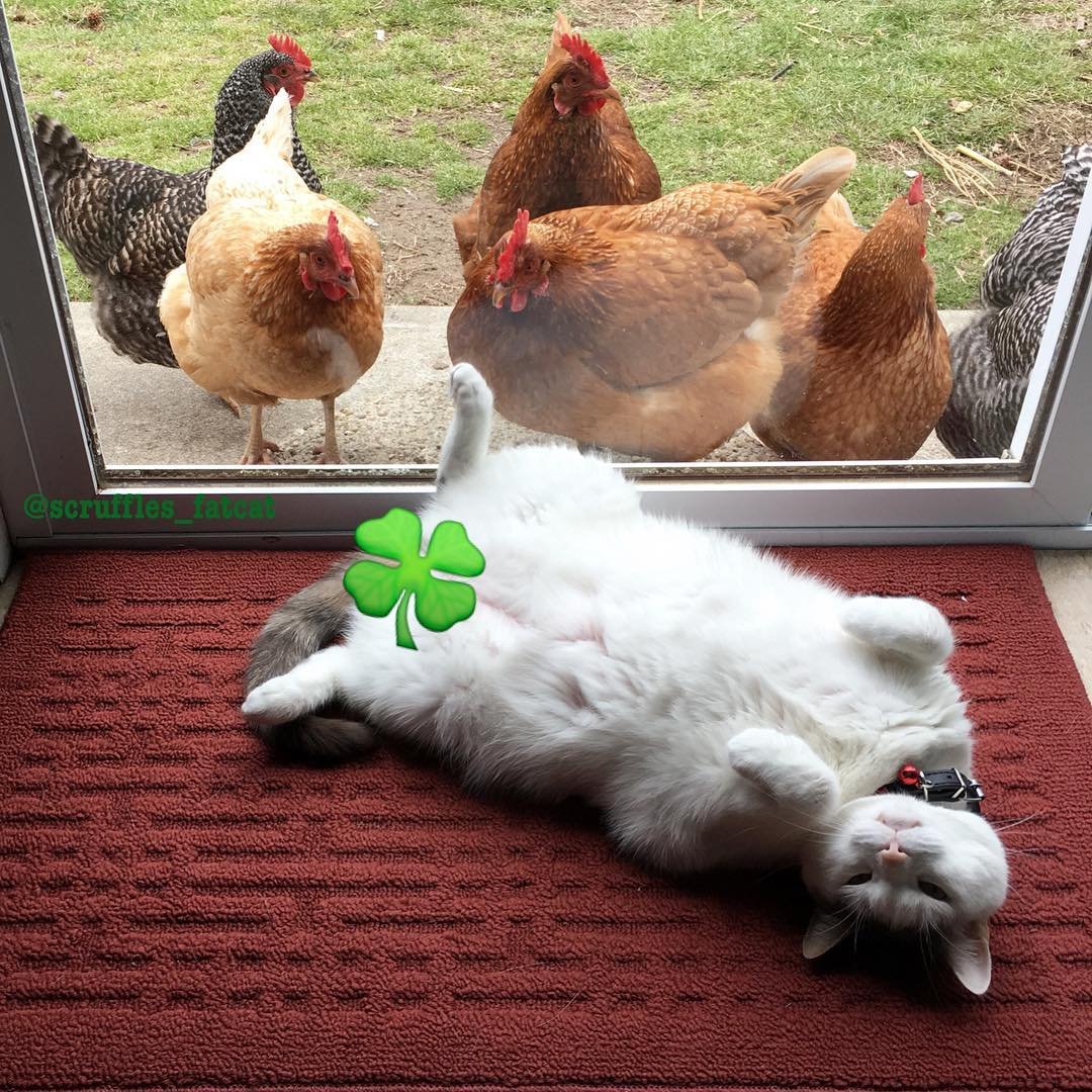 Кот и цыпленок