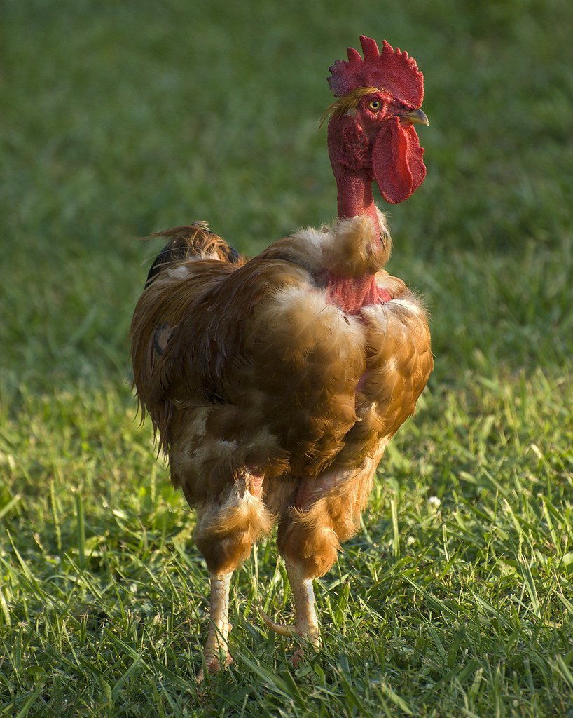 Лысые израильские куры