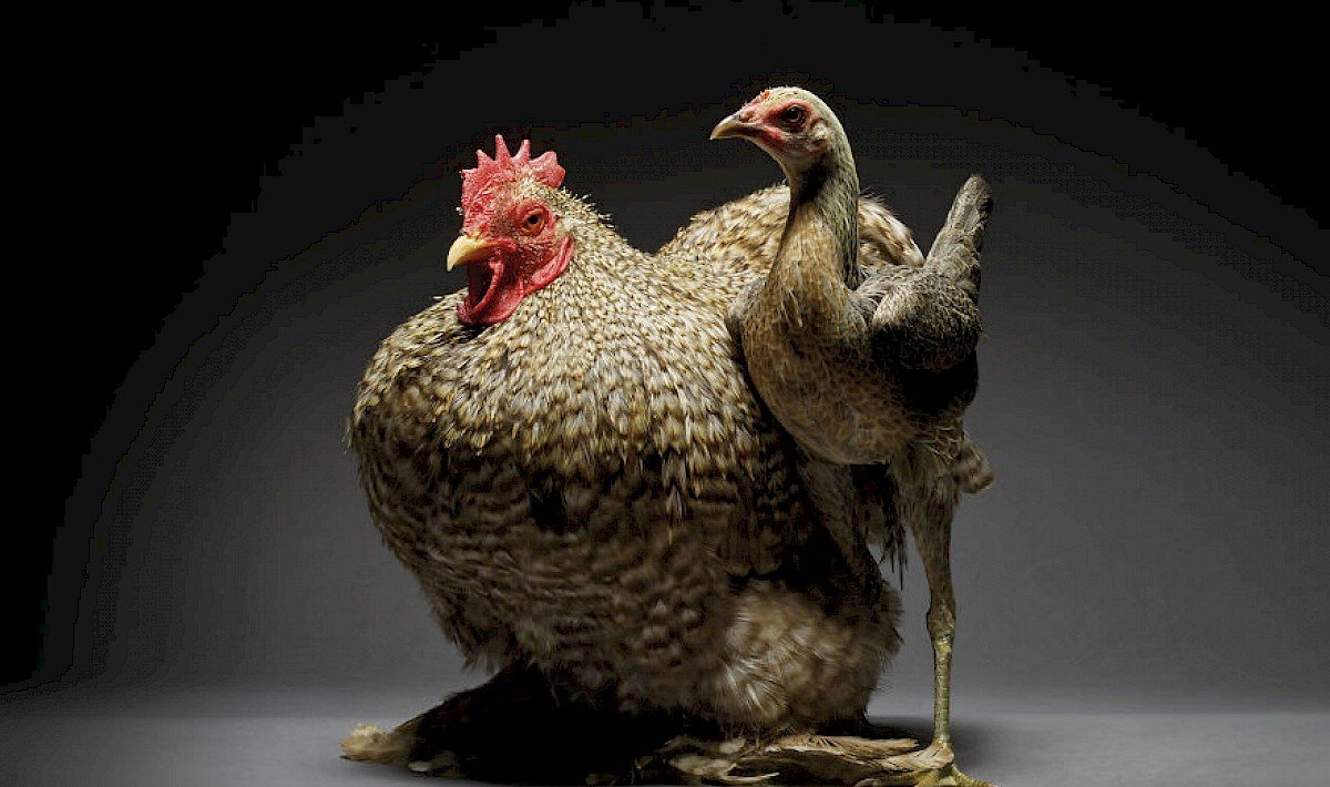 Курочка Ряба порода кур