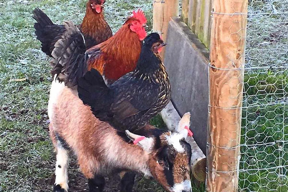 Курица и петух в курятнике