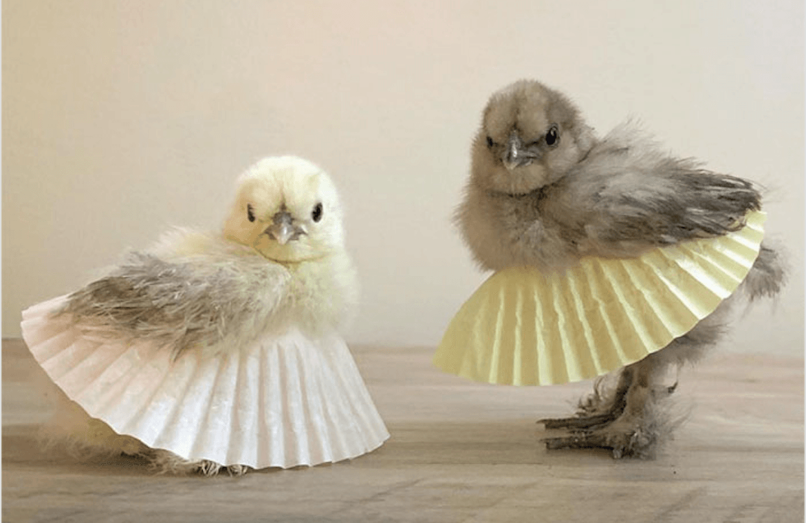 Петух и цыплята