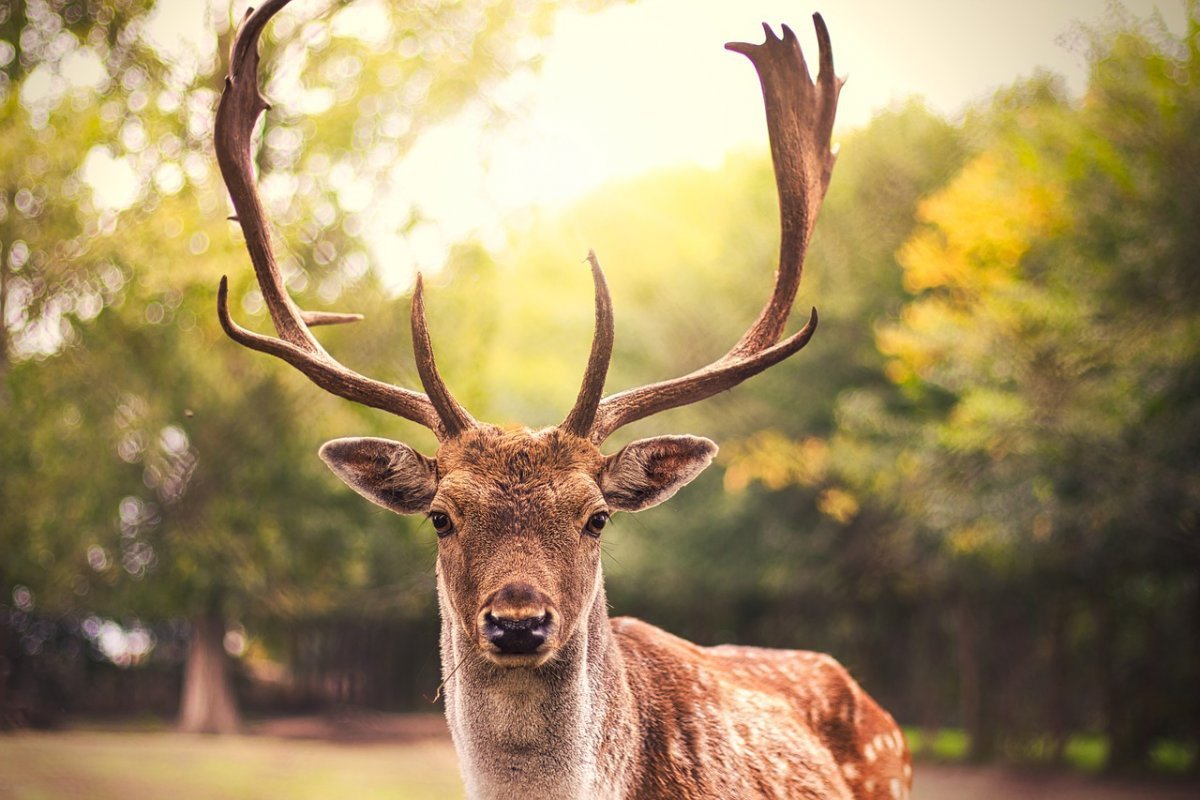 Олень картинка