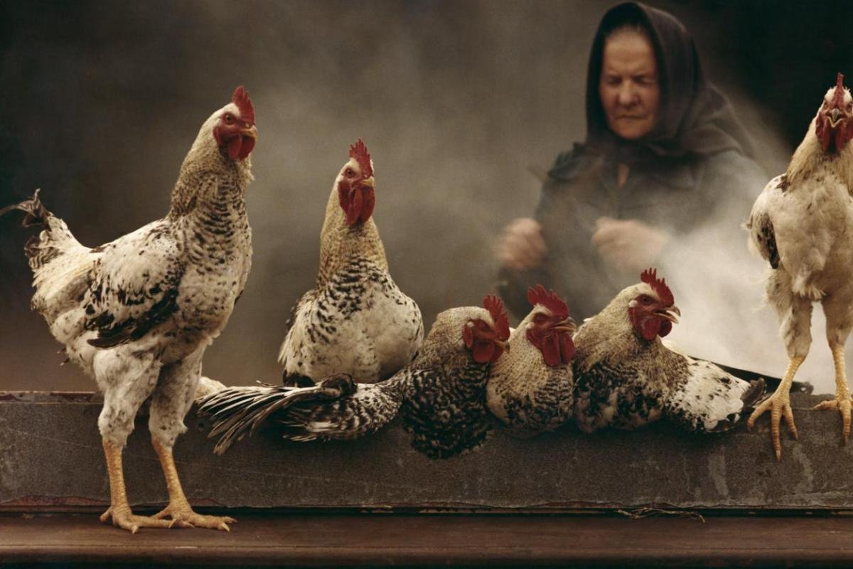 Куры на ферме