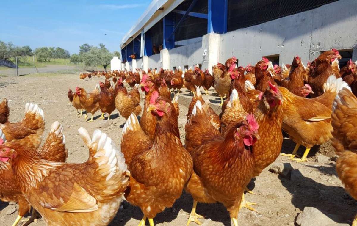 Маран черное серебро