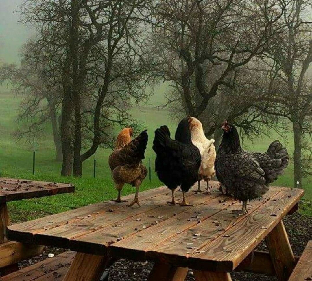 Деревенские птицы