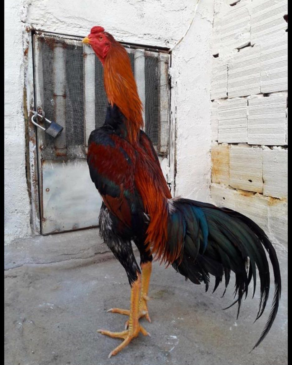 Голубая султанка Доминант