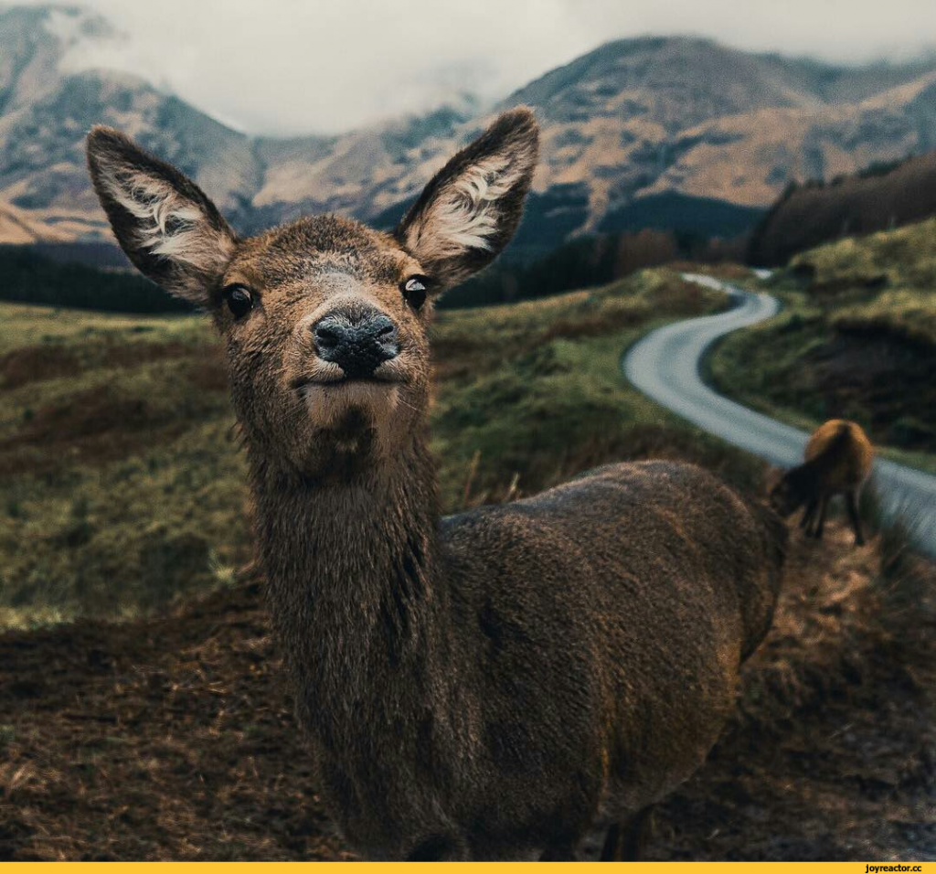 Дикая природа