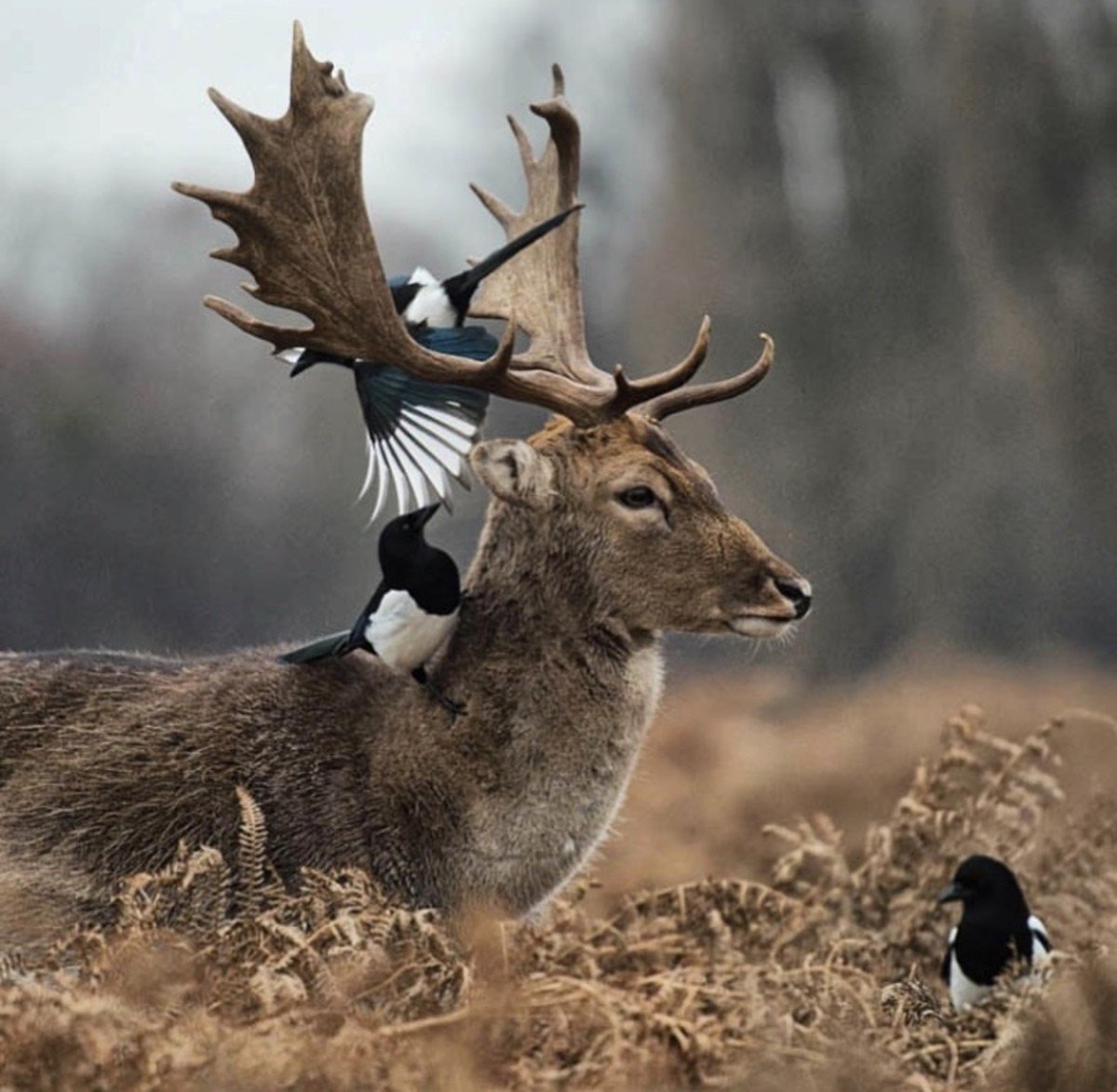 Забавные животные олень