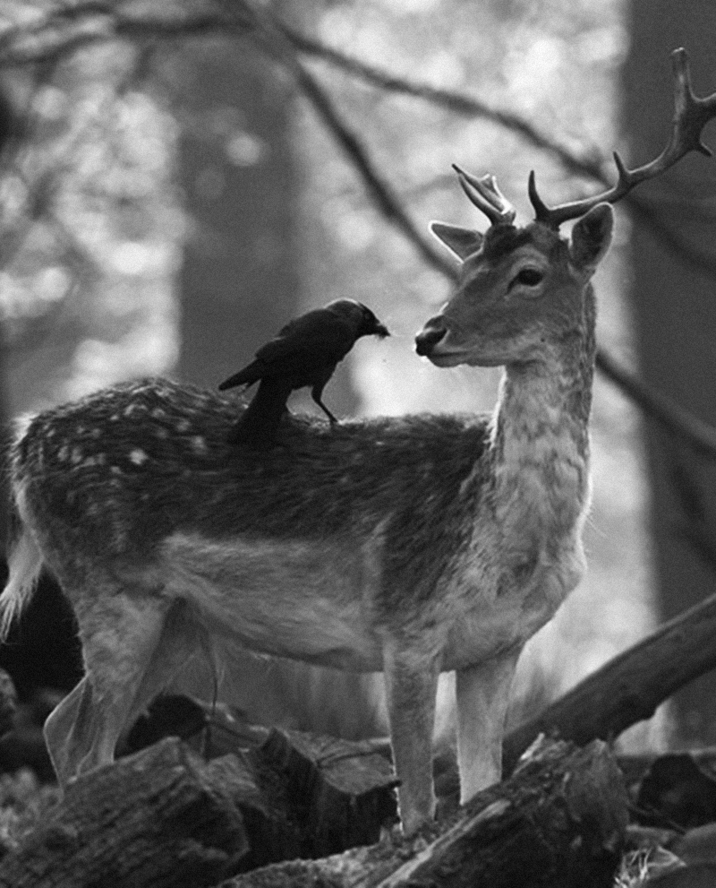 Животные в лесу