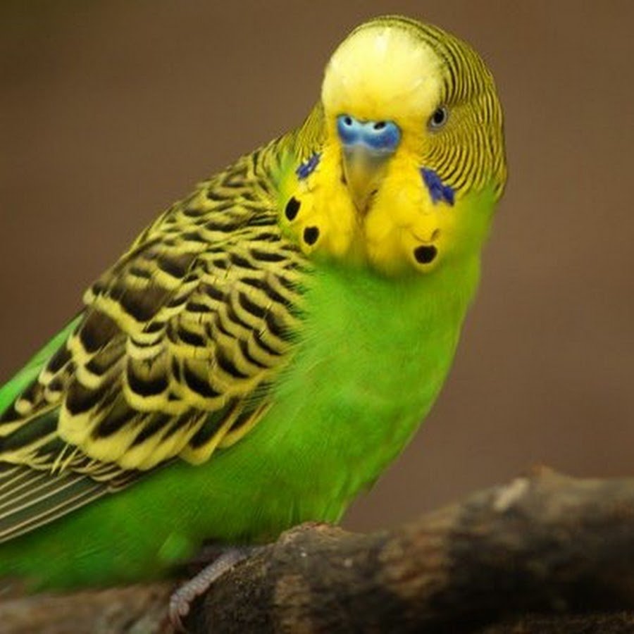 Черный волнистый попугай