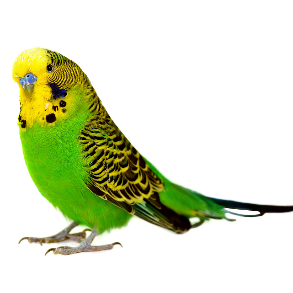 Попугайчики на белом фоне