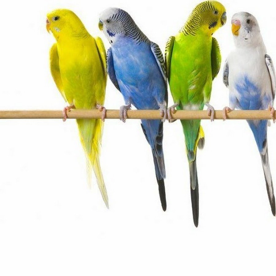 Попугаи волнистые разноцветные