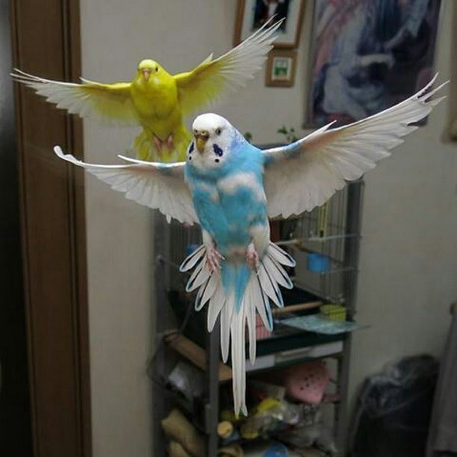 Budgie фке