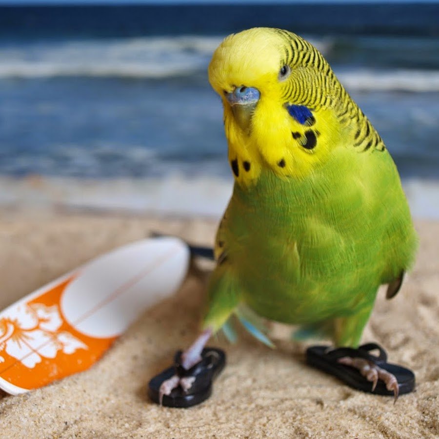 Смешные волнистые попугайчики