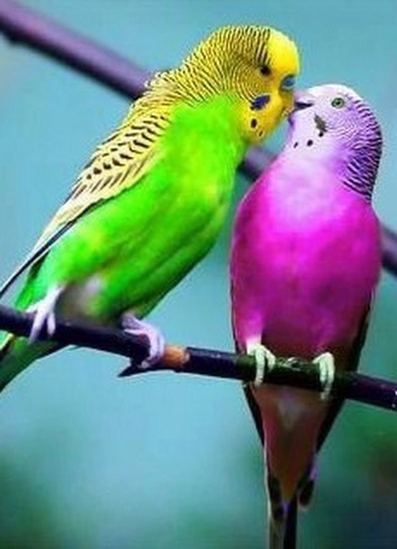 Какие волнистые попугаи лучше разговаривают цвет