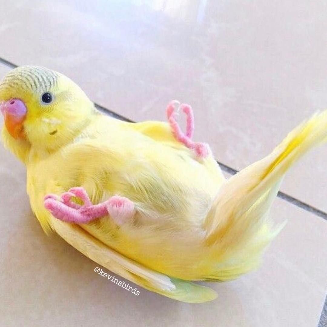 Милый попугайчик