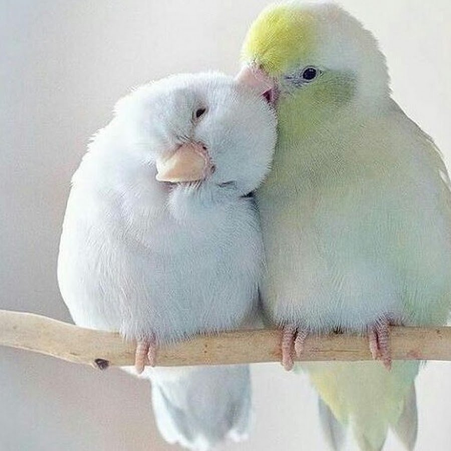 Пинто волнистый попугай