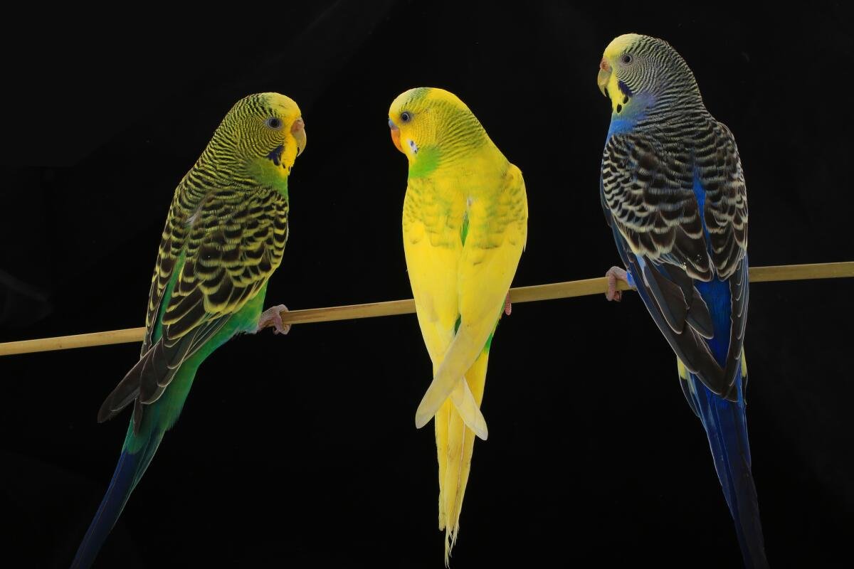 Волнистые попугайчики генетика