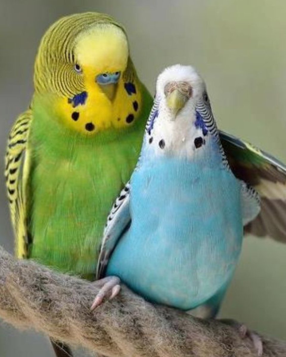 Волнистый попугайчик волнистый попугайчик