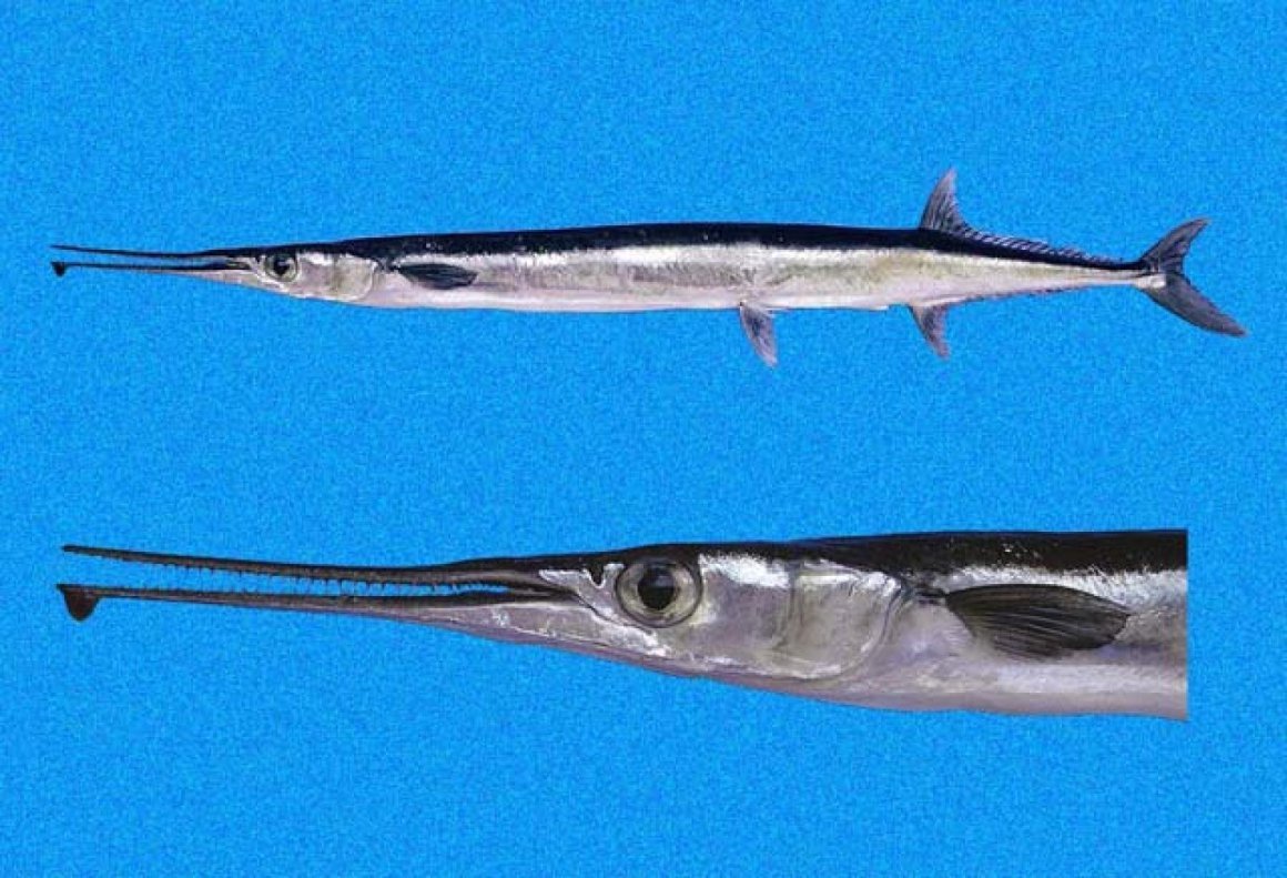 Tylosurus melanotus