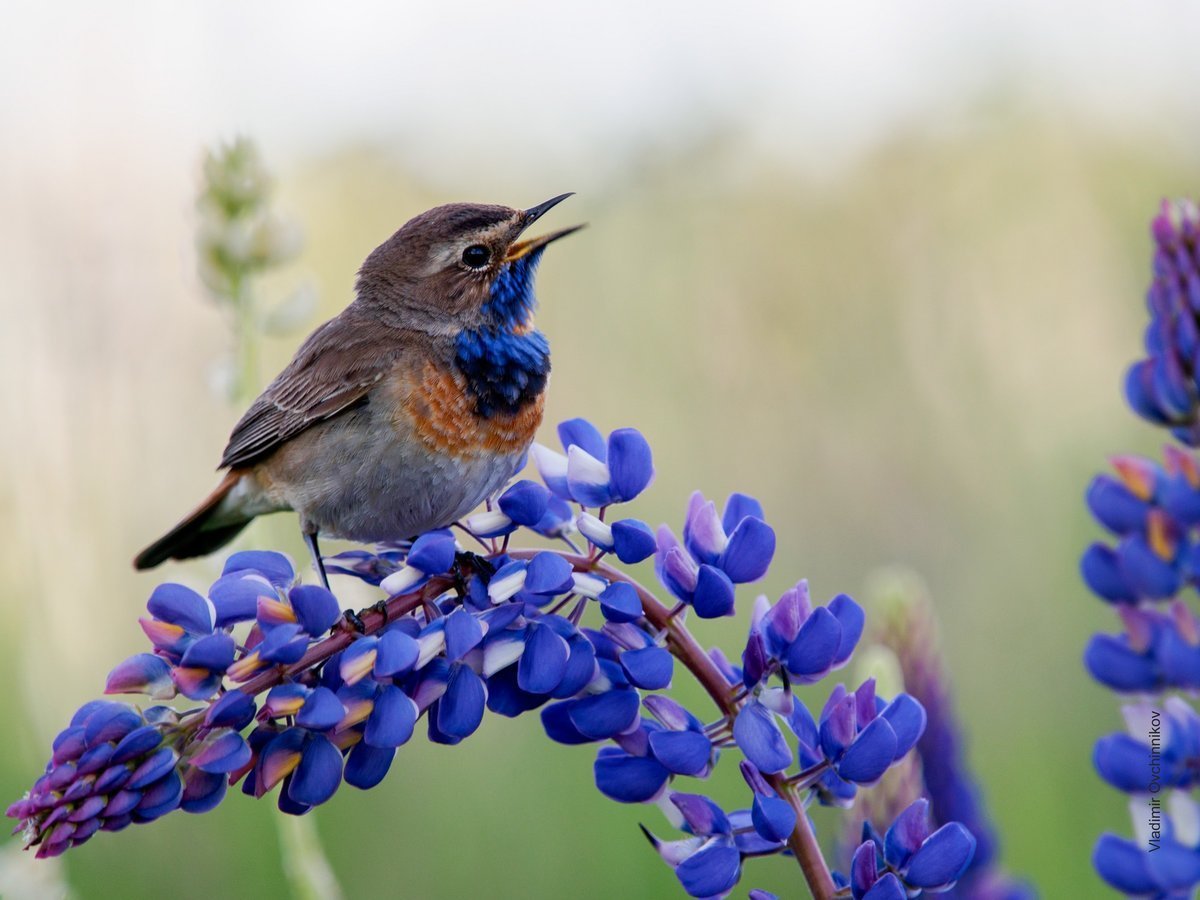 Соловей синегрудый