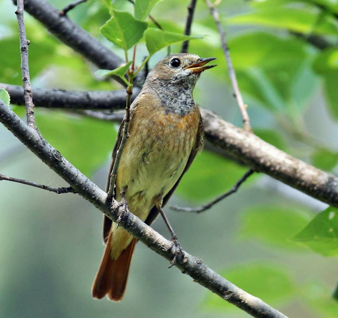 Лесные птицы Южного Урала
