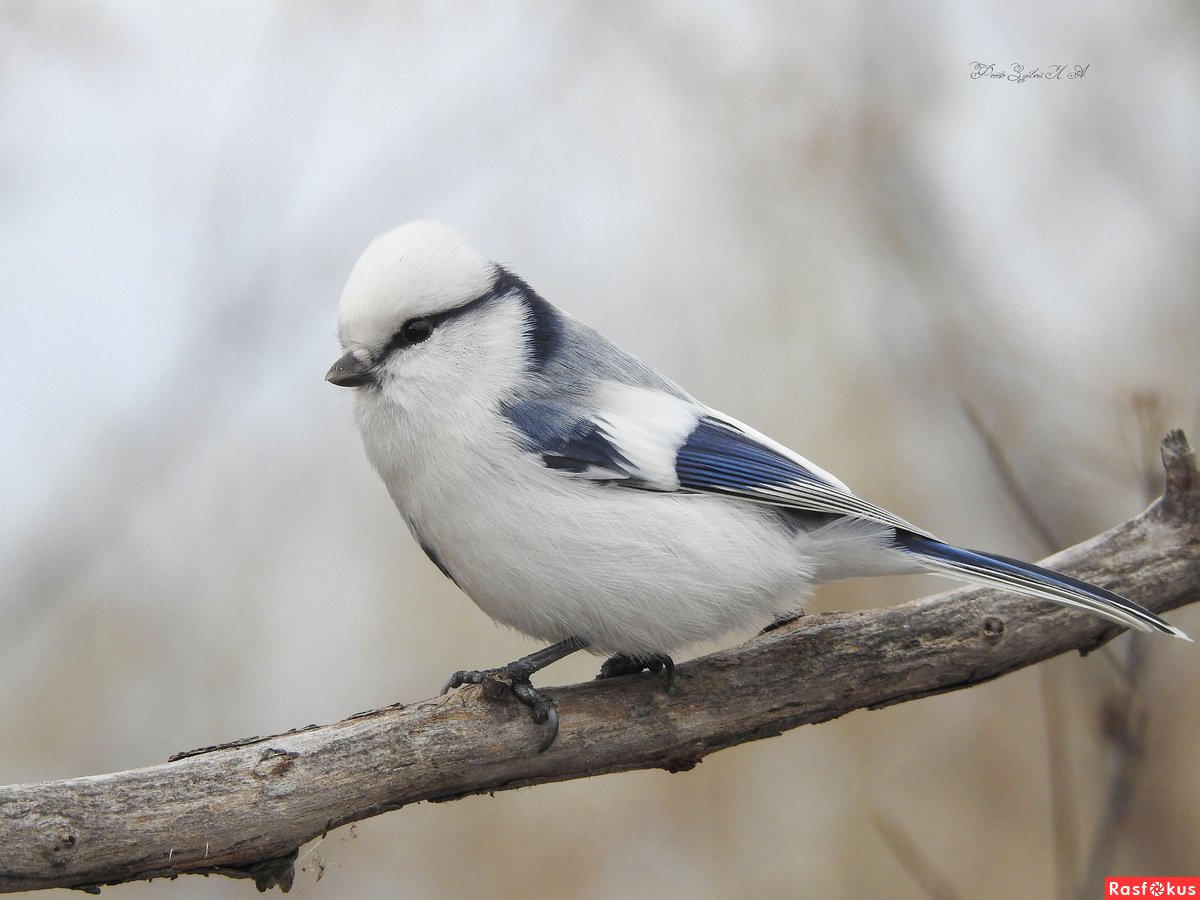Белая лазоревка князек