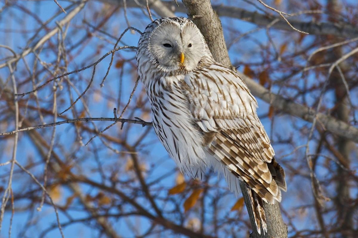 Длиннохвостая неясыть (Strix uralensis)