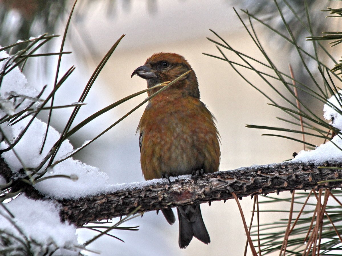 Птенец клеста